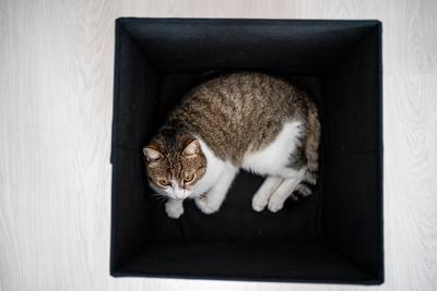 lazy cat relaxing in a dark box-stock-foto