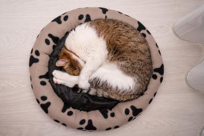 nice cat relaxing at home-stock-foto