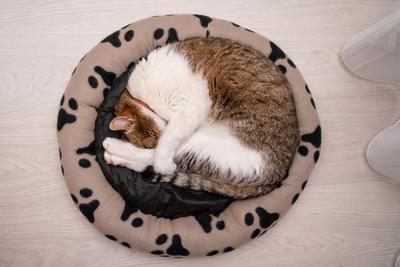 nice cat relaxing at home-stock-photo