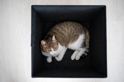 lazy cat relaxing in a dark box-stock-foto