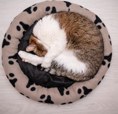 nice cat relaxing at home-stock-foto