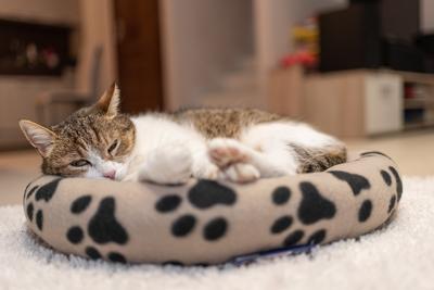 nice cat relaxing at home-stock-foto
