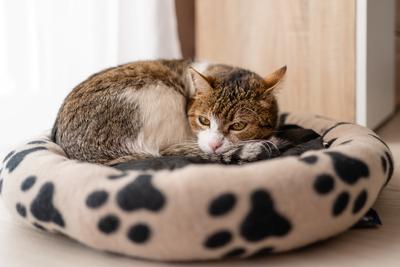 nice cat relaxing at home-stock-foto