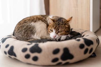 nice cat relaxing at home-stock-photo