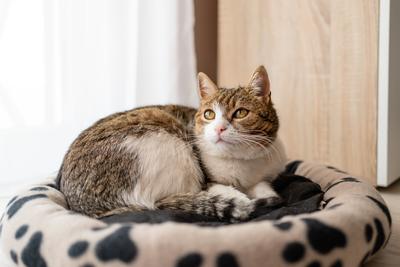 nice cat relaxing at home-stock-foto