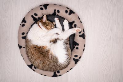 nice cat relaxing at home-stock-foto