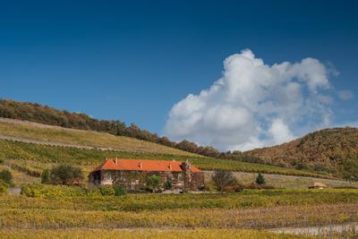 Vineyard in Mecsek with blue sky-stock-photo