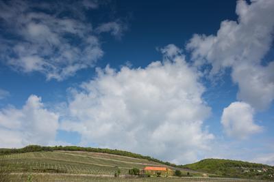 Vineyard in Mecsek with blue sky-stock-photo