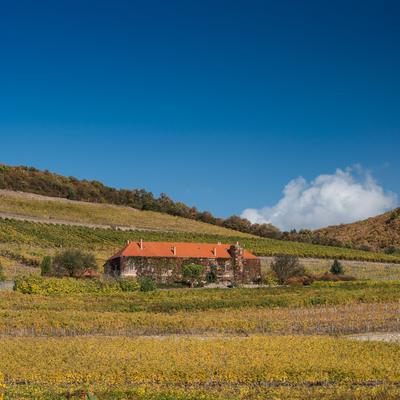 Vineyard in Mecsek with blue sky-stock-photo