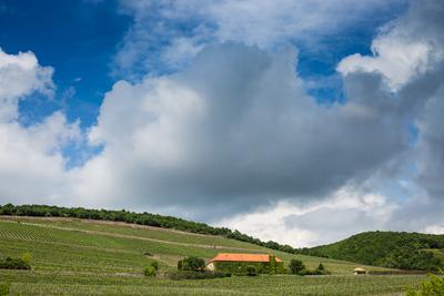 Vineyard in Mecsek with blue sky-stock-photo