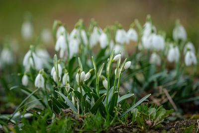 Snowdrops as a first spring flowers on a green natural background-stock-foto