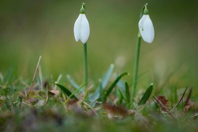 Snowdrops as a first spring flowers on a green natural background-stock-foto