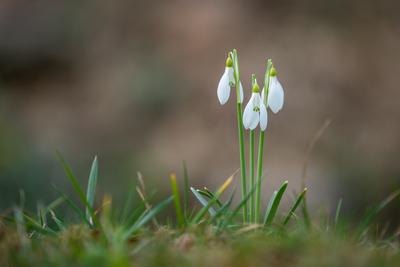 Snowdrops as a first spring flowers on a green natural background-stock-foto