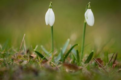 Snowdrops as a first spring flowers on a green natural background-stock-foto
