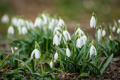 Snowdrops as a first spring flowers on a green natural background-stock-foto