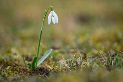 Snowdrops as a first spring flowers on a green natural background-stock-foto