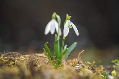 Snowdrops as a first spring flowers on a green natural background-stock-foto