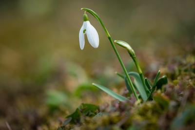 Snowdrops as a first spring flowers on a green natural background-stock-foto