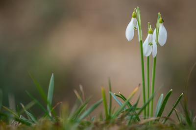 Snowdrops as a first spring flowers on a green natural background-stock-foto