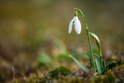 Snowdrops as a first spring flowers on a green natural background-stock-foto