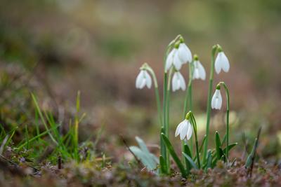 Snowdrops as a first spring flowers on a green natural background-stock-foto