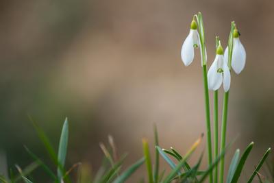Snowdrops as a first spring flowers on a green natural background-stock-foto
