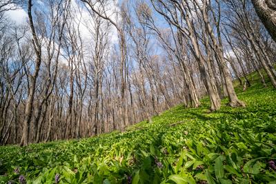 Young leaves of Ramsons in a forest-stock-photo