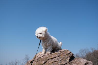 cute bichon frise puppy relaxing on a rock-stock-photo