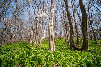 Young leaves of Ramsons in a forest-stock-photo