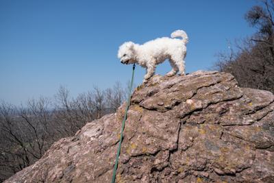 cute bichon frise puppy relaxing on a rock-stock-photo