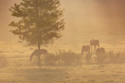 Horses on a meadow in early morning-stock-photo