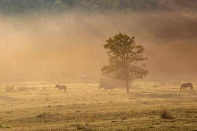 Horses on a meadow in early morning-stock-photo