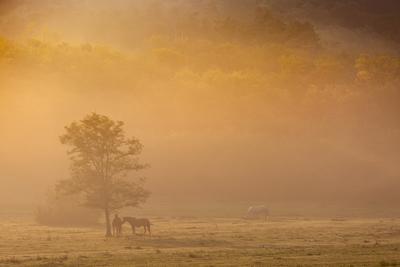 Horses on a meadow in early morning-stock-photo