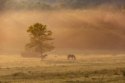 Horses on a meadow in early morning-stock-photo