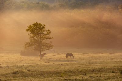Horses on a meadow in early morning-stock-foto