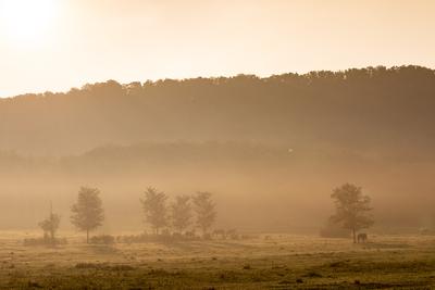 Horses on a meadow in early morning-stock-photo