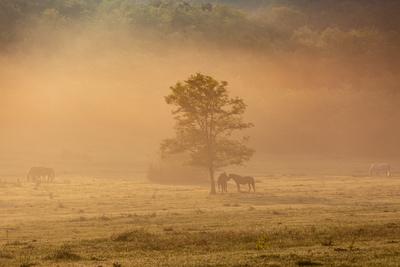 Horses on a meadow in early morning-stock-foto