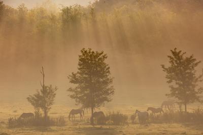 Horses on a meadow in early morning-stock-foto
