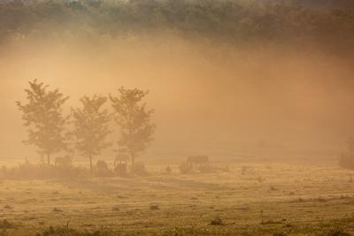 Horses on a meadow in early morning-stock-foto