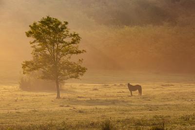 Horses on a meadow in early morning-stock-photo