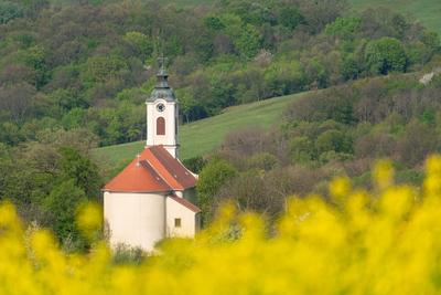 Church tower with yellow canola field in Abaliget-stock-photo