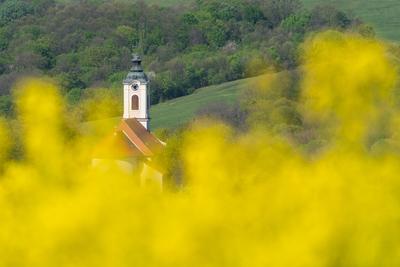 Church tower with yellow canola field in Abaliget-stock-foto