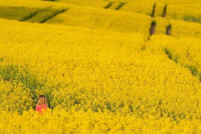 small girl walking in canola field-stock-foto