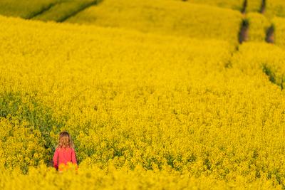small girl walking in canola field-stock-foto