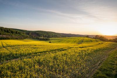 yellow canola field at sunrise-stock-photo
