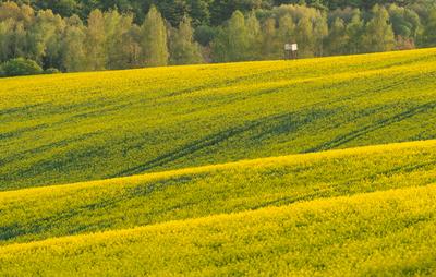 hunting hideaway with yellow canola field-stock-foto