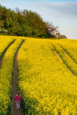 small girl walking in canola field-stock-photo