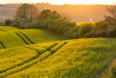 Church tower with yellow canola field in Abaliget-stock-photo