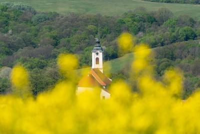 Church tower with yellow canola field in Abaliget-stock-photo