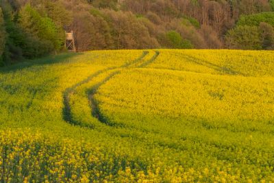 hunting hideaway with yellow canola field-stock-photo